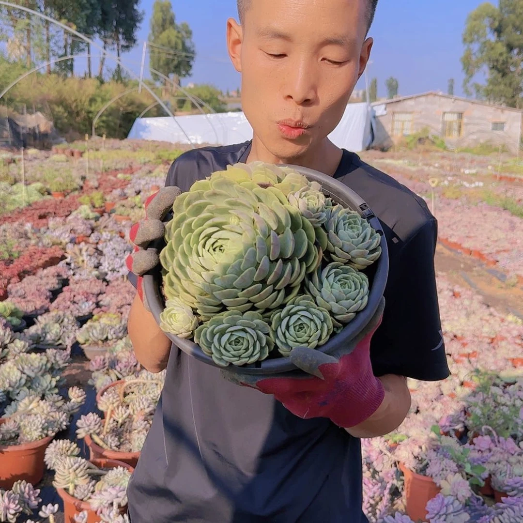 盆栽昂斯诺多肉多肉