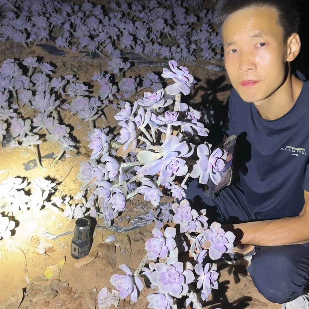 2颗地栽紫乐多肉