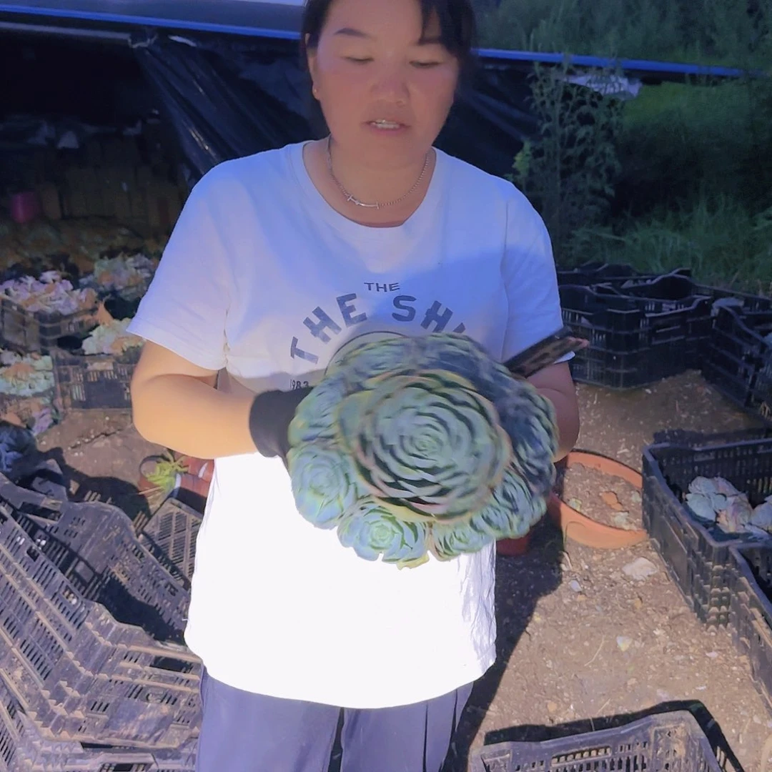 地栽手捧玉碟多肉
