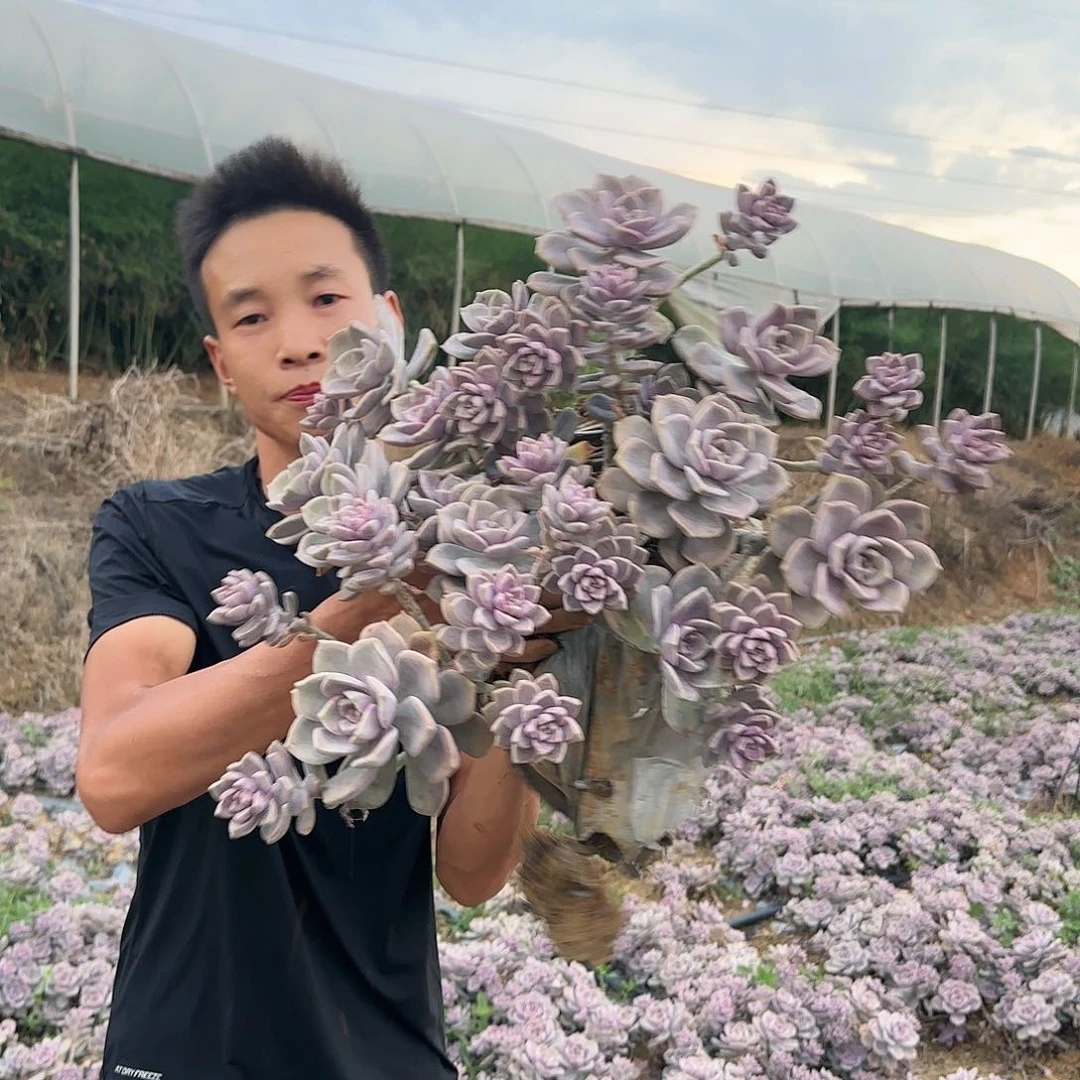 地栽紫乐多肉多肉