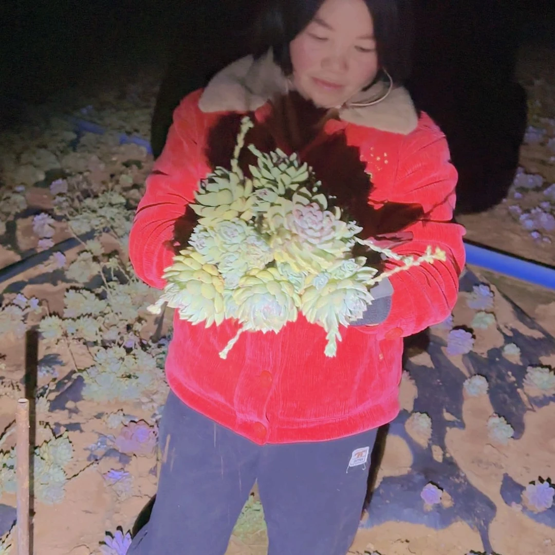 【闪购商品】地栽璀璨多肉