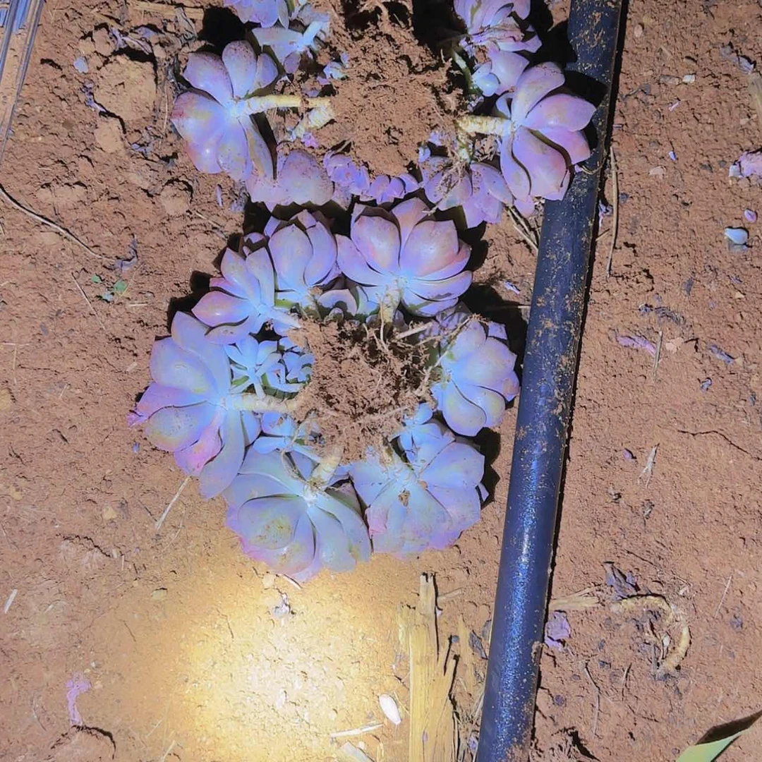 【闪购商品】地栽彩虹糖多肉2颗