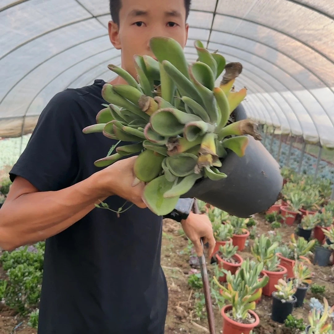 盆栽火狐狸多肉多肉
