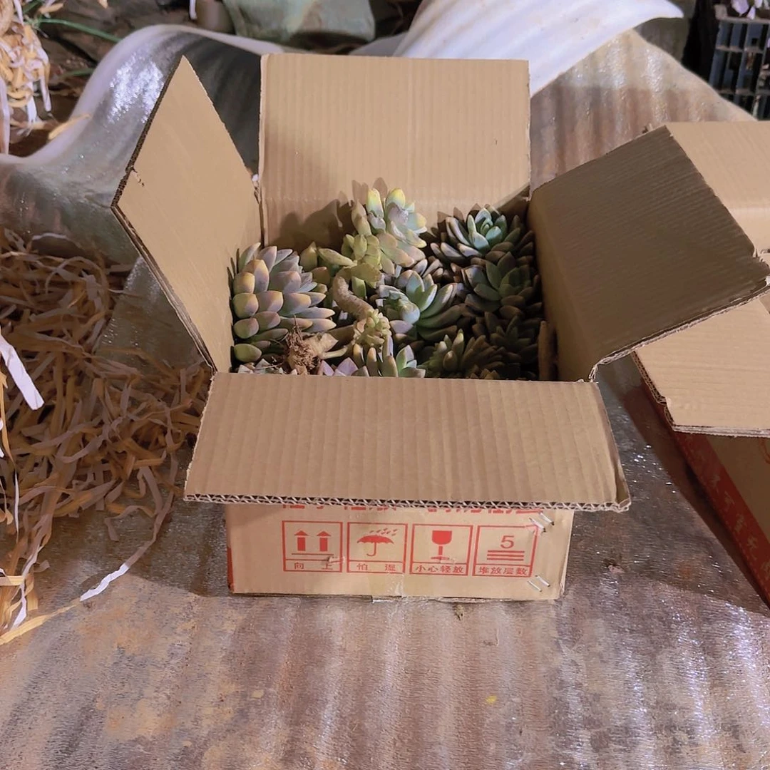 箱拍淡雪多肉断枝不售后