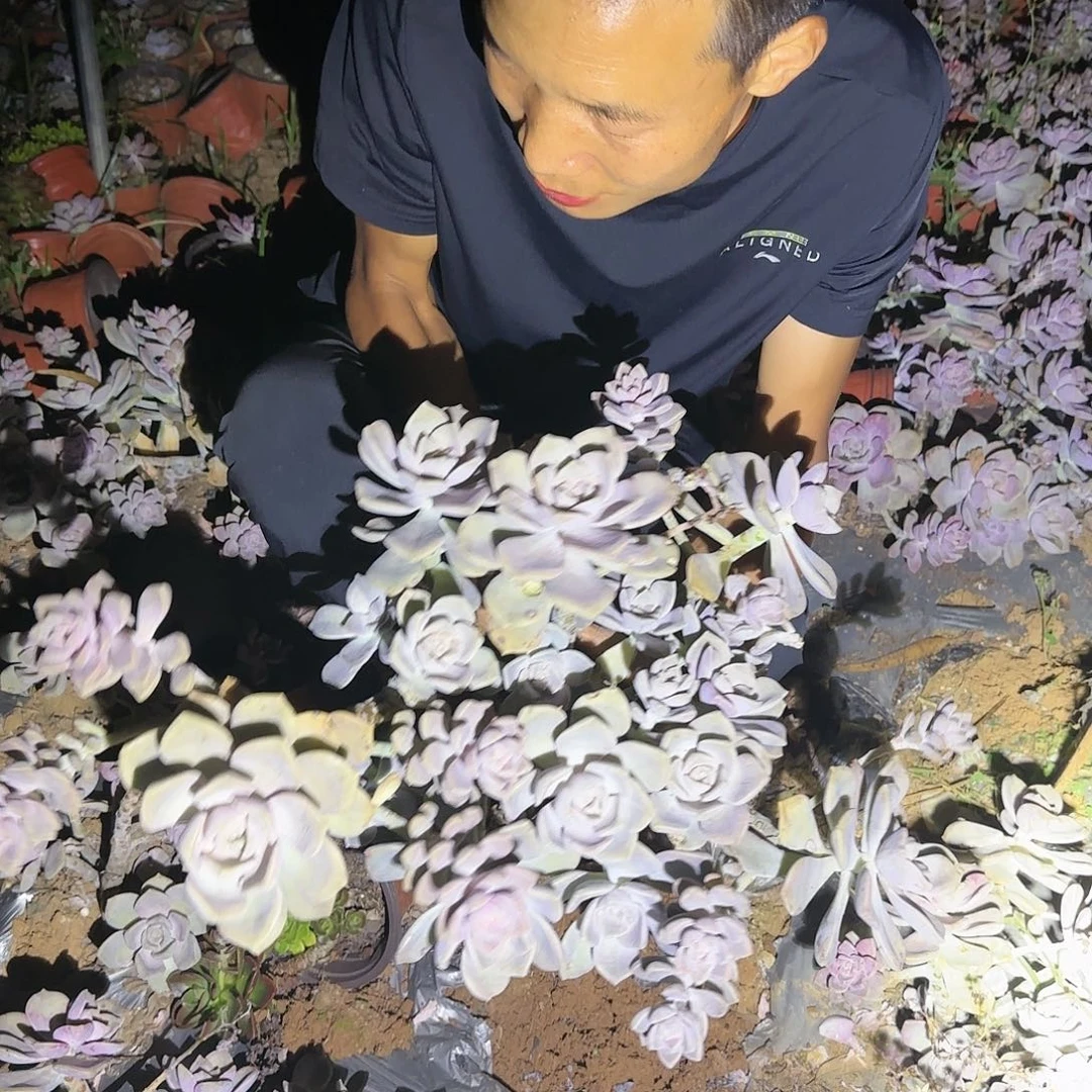 地栽大紫乐多肉多肉