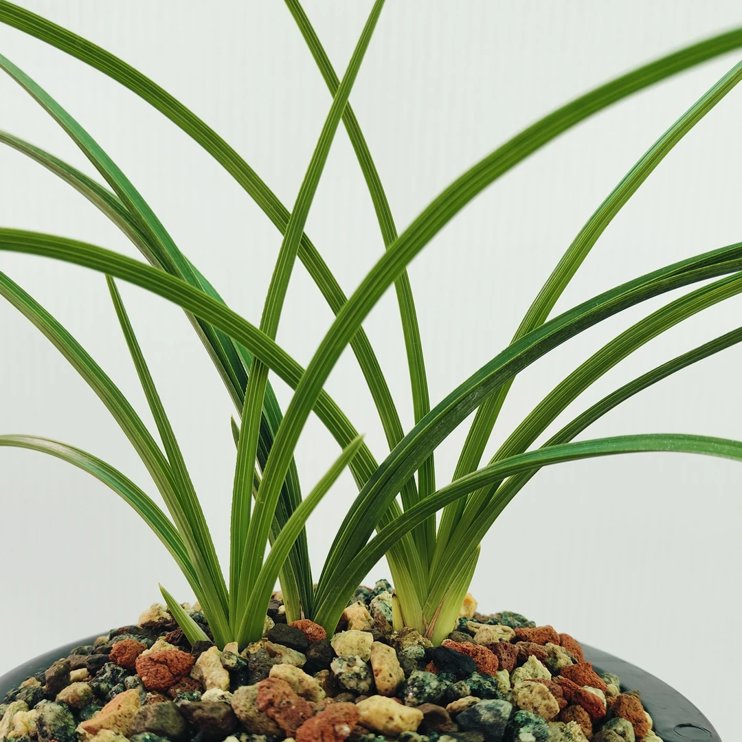 镇宁兰园 花卉 兰花