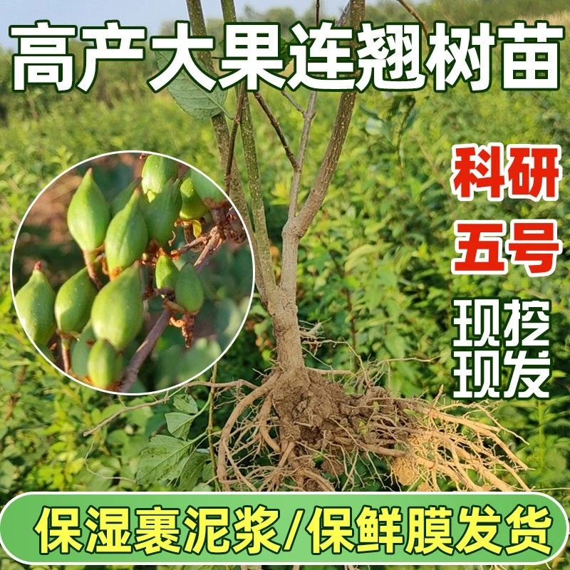 连翘树苗科研5号高产大果连翘苗南北方地栽荒山平原种植现挖现发