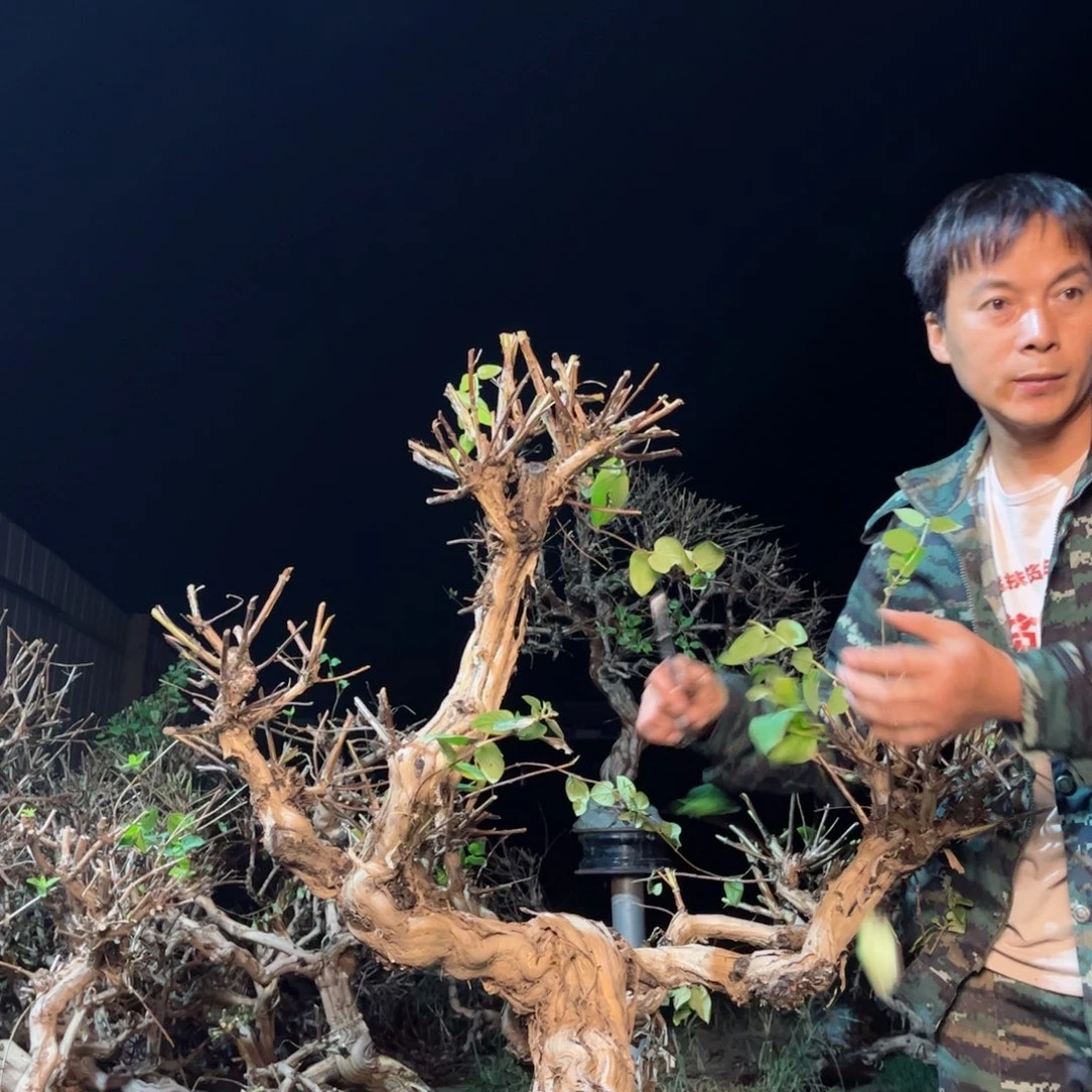 金银花金银花老桩123456789