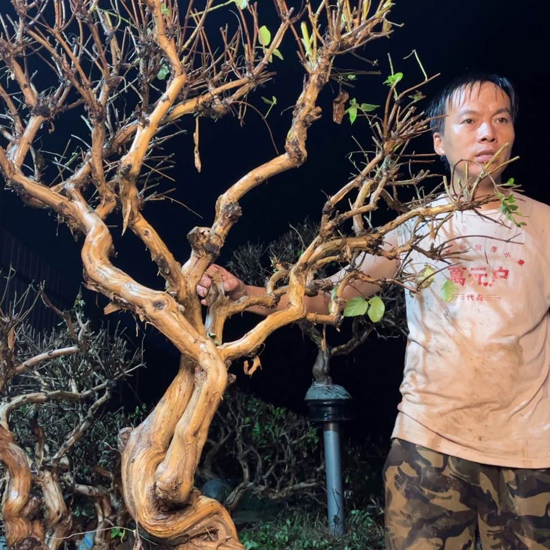 金银花金银花老桩123456