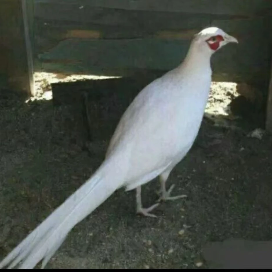 【顺丰包邮】散养白化山鸡（饲养装）新鲜散养生态鲜活营养美味