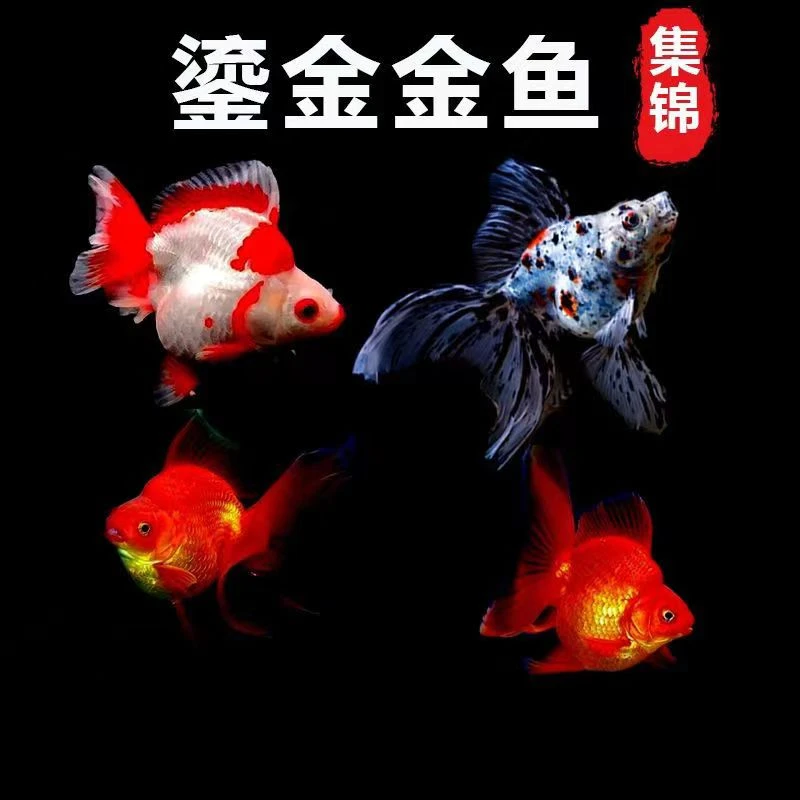 精品观赏鱼小型红白樱花刘瑾短尾高背五花鎏金淡水冷水鱼大全