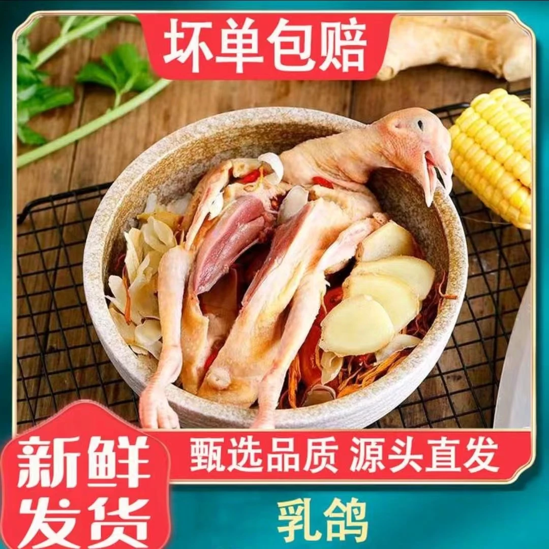 新鲜鸽子肉一只装净重7两以上烧烤煲汤食材农家特产散养土鸽