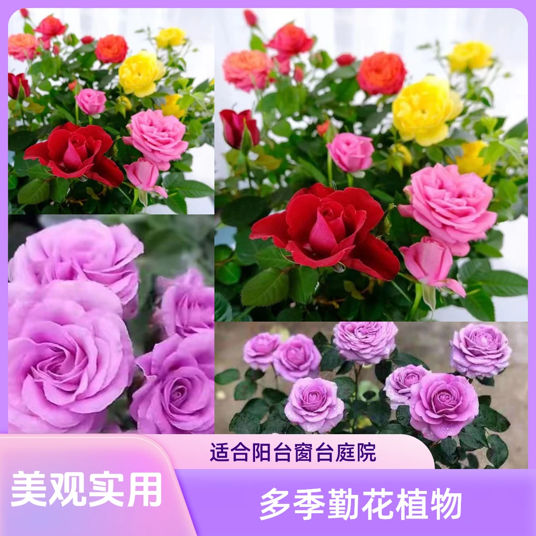 月季花苗16.8米2盆小盆栽花苗多季勤花植物庭院阳台灌木花卉植物