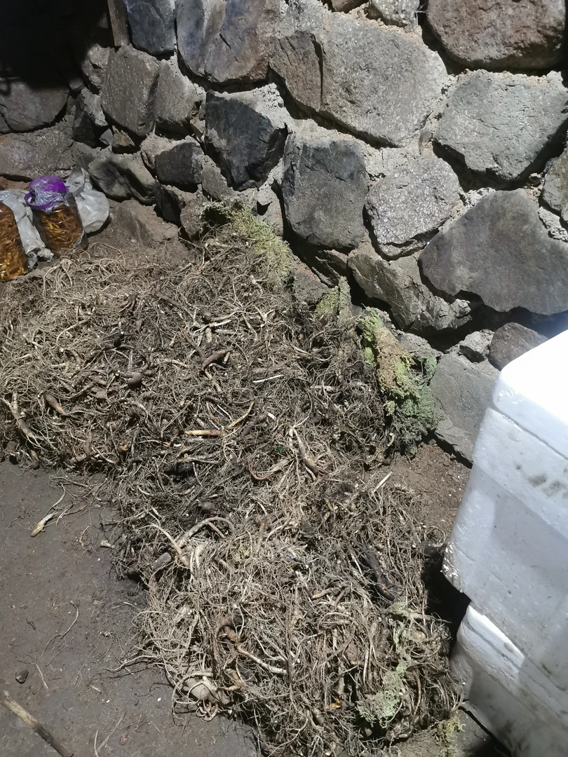 籽货残参12-20/长白山人参/老池底/鲜人参池底子/山里娃魏一人