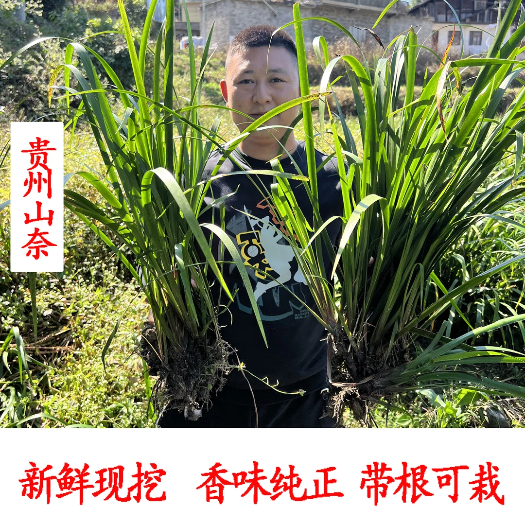 【带根可栽】新鲜五香草山奈随手香鸡骨香贵州特产去腥生长五香大料