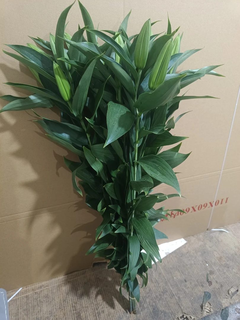 百合白色西伯利亚2头家庭办公室用花