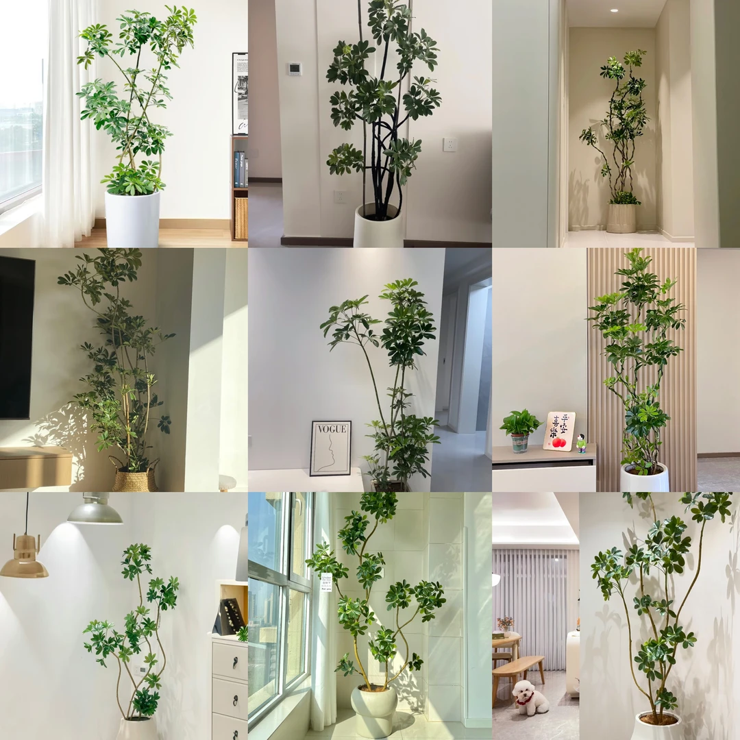 鸭脚木专拍绿植鲜活室内外大型植物鲜活好养网红ins盆栽