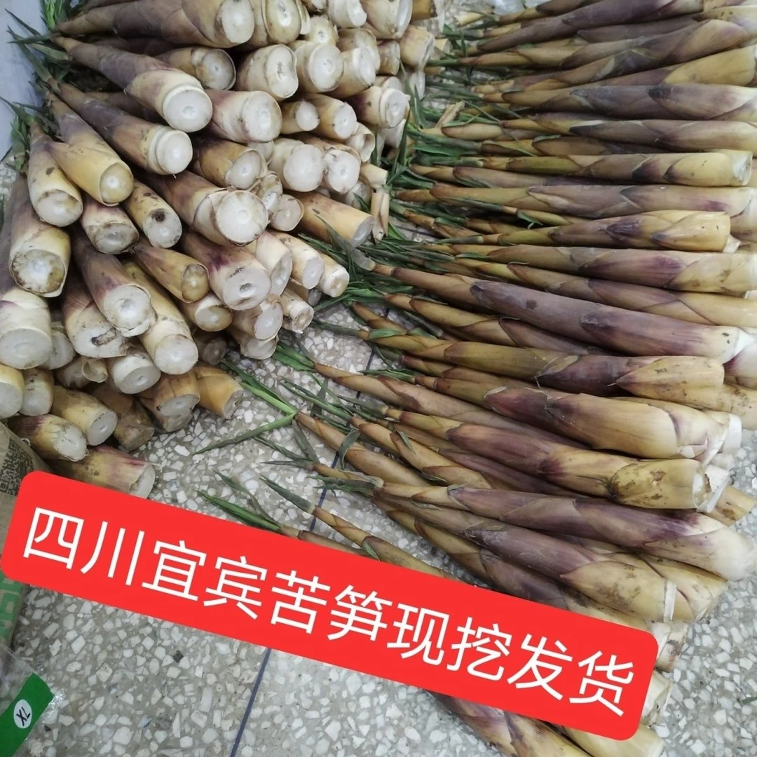 现货四川宜宾苦笋整箱原味正宗现货四川苦竹笋四川泸州苦竹笋新鲜