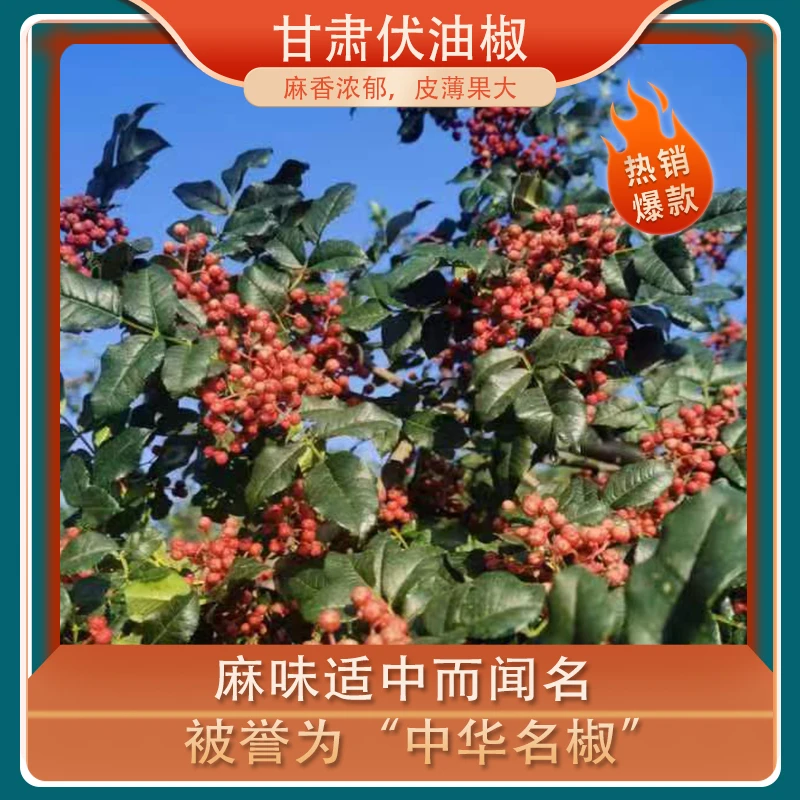 甘肃大红袍油伏椒麻椒当季现摘去籽麻香干花椒食用花椒粒