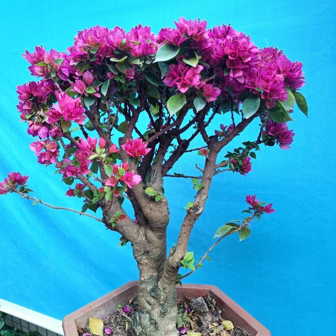 三角梅塔紫矮霸老桩盆栽庭院客厅阳台耐寒耐热勤花紫色四季紫花