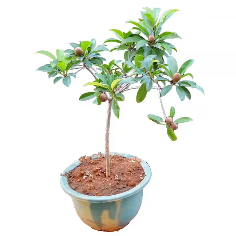 妈咪果苗嫁接新品种马加纳马梅果实南方种植盆栽阳台庭院当年结果