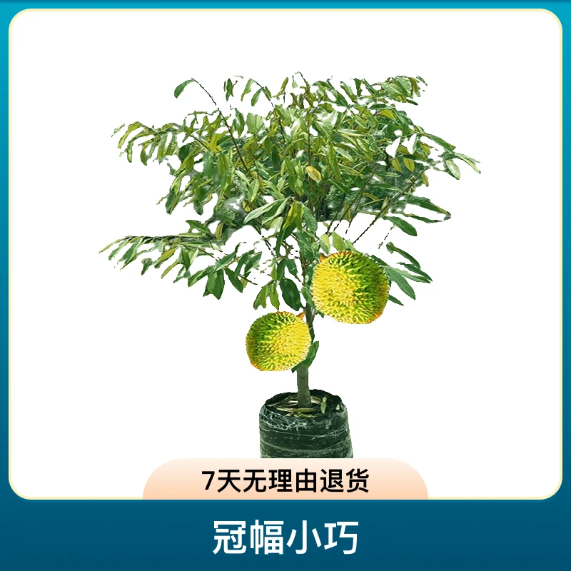 榴莲树苗泰国嫁接金枕猫山榴莲果树苗当年结果榴莲大苗南北方种植