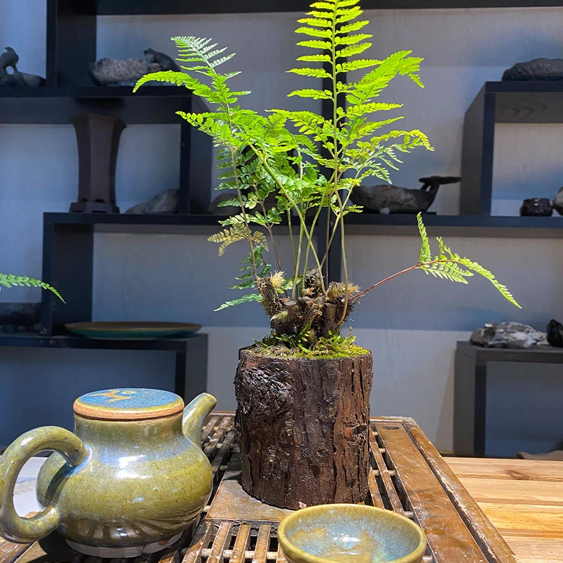 狼尾蕨绿植盆栽水培蕨类植物木桩狼尾蕨盆景茶桌摆件桌面微景观