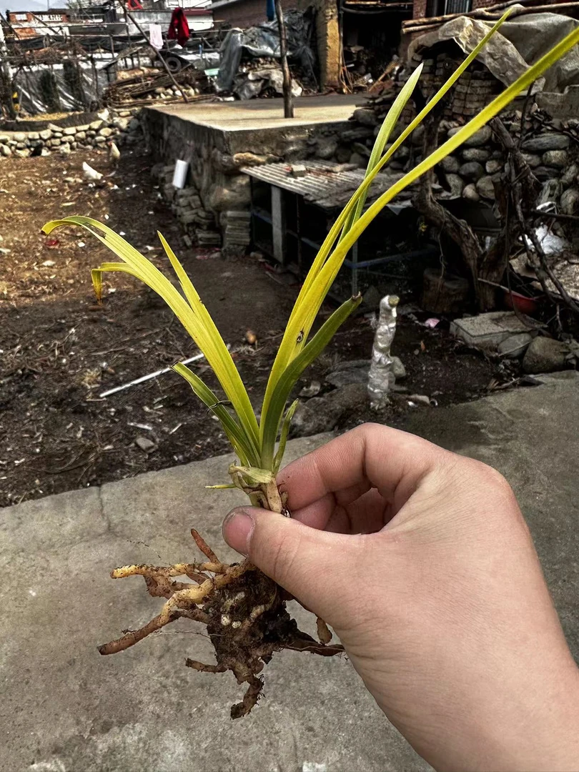 【四季青花卉】惠兰盆景草