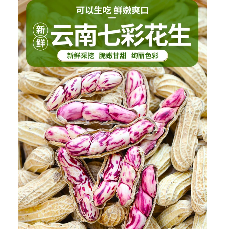 云南高原七彩湿花生 新鲜带壳生花生 颗粒饱满 口感鲜甜 营养
