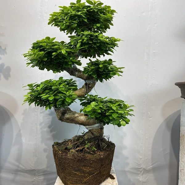 小叶金钱榕树庭院S弯造型细叶榕好养易活绿植大棵高端绿植