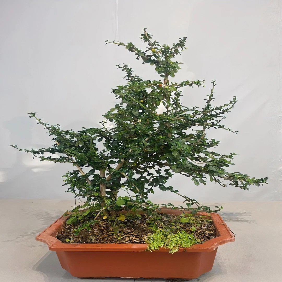 小叶福建茶观赏盆景直播间一物一拍老桩造型办公室阳台