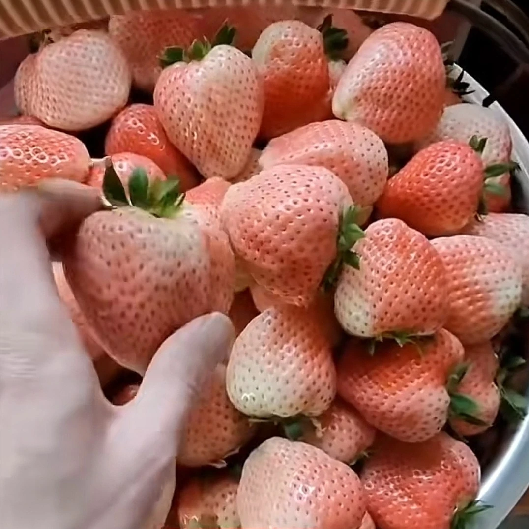 脱毒二代草莓穴盘苗