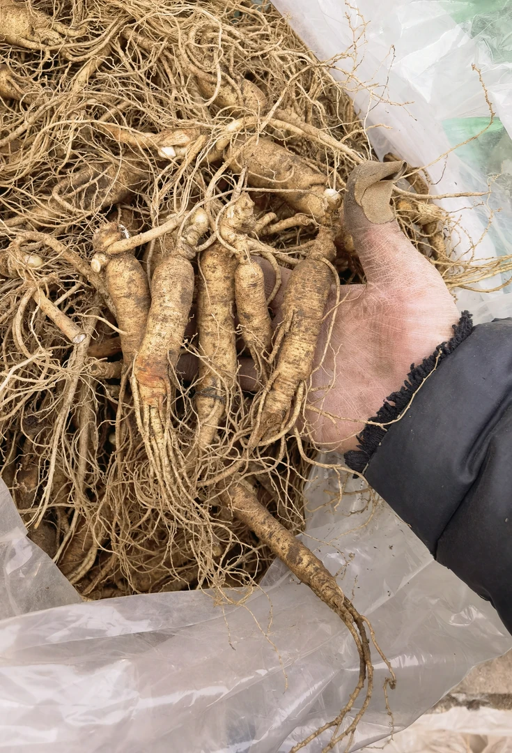 林下参，有疤绣残，两斤装，懂货的拍