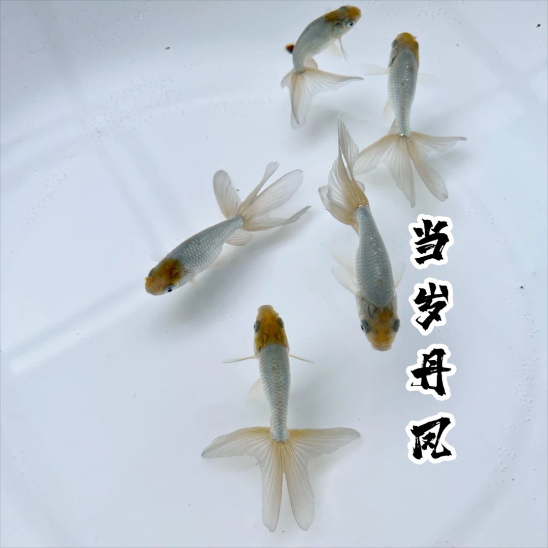 【蓝丹凤金鱼】1条当岁蓝丹凤