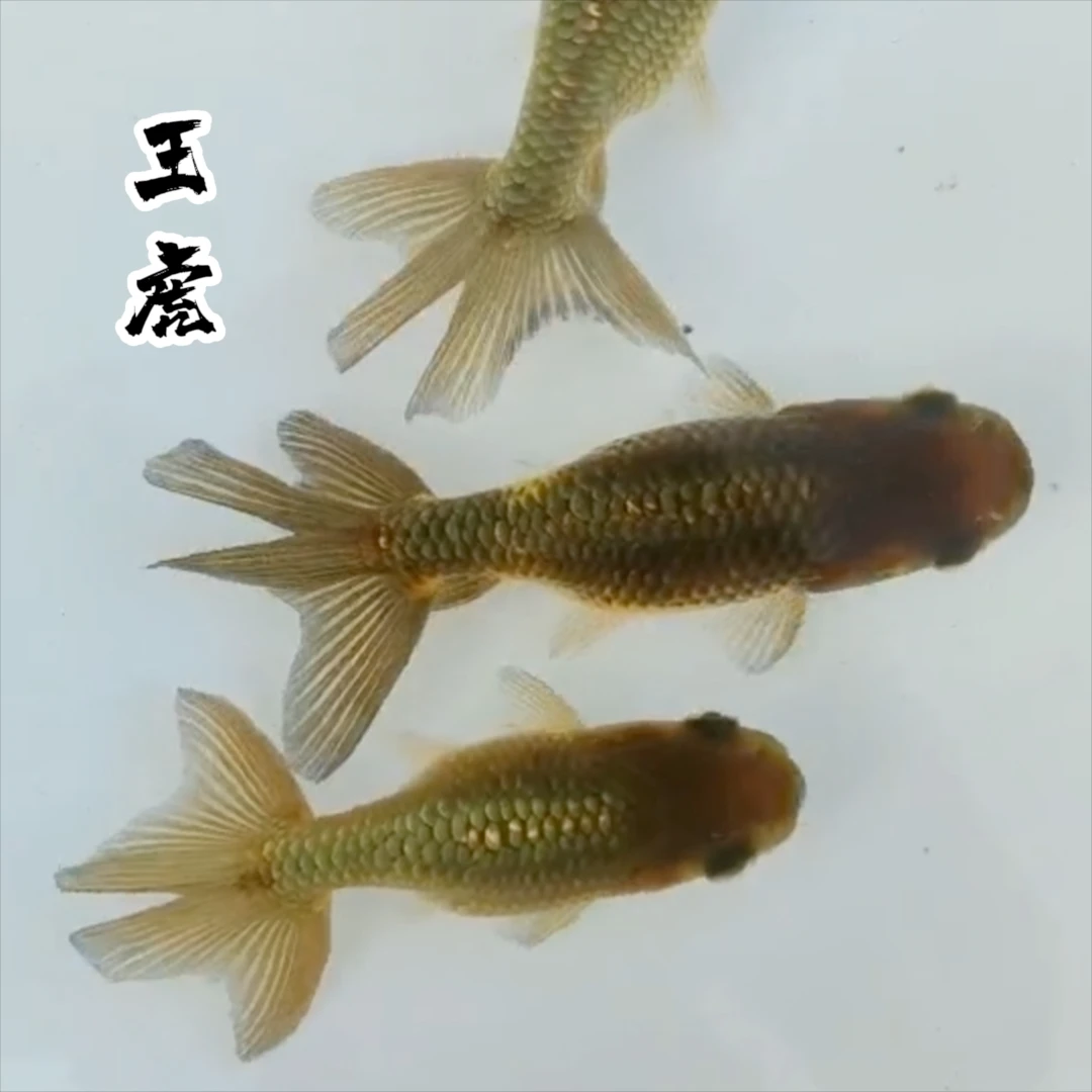 【精品·王字虎头金鱼】1条当岁王字虎头