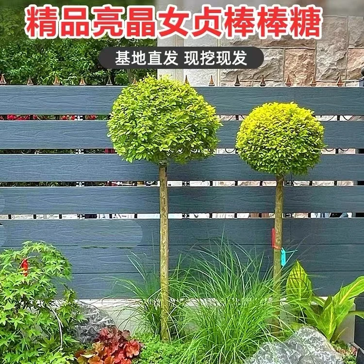 棒棒糖亮晶女贞川滇蜡小叶女贞庭院花镜植物室外四季常青大型