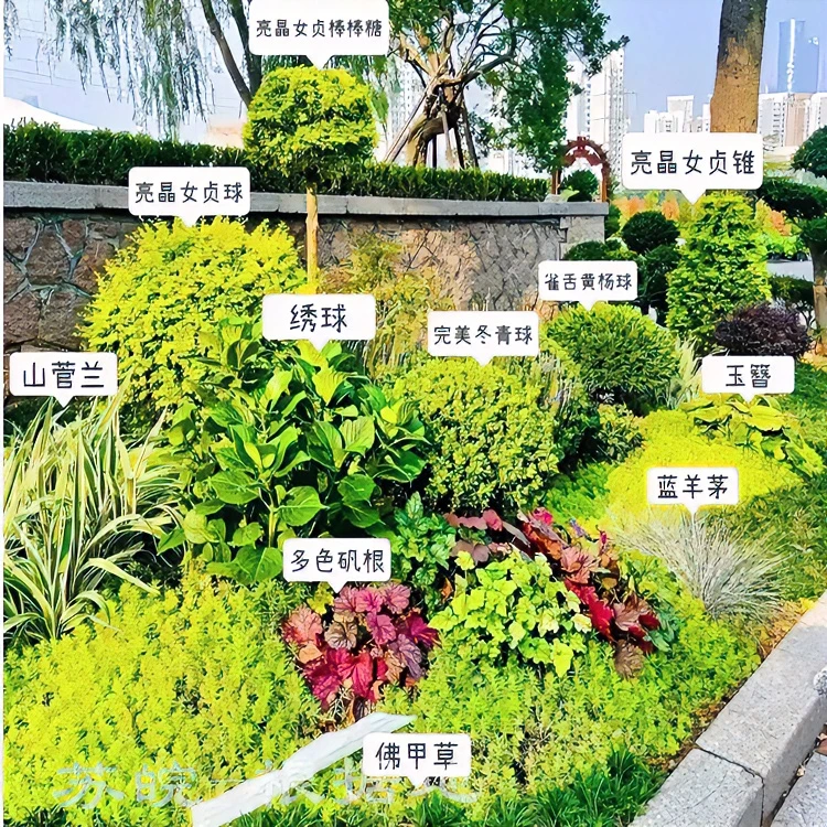 庭院四季常青蓝冰柏南羊毛薰衣草大吴风草矾根景观花卉室内大型