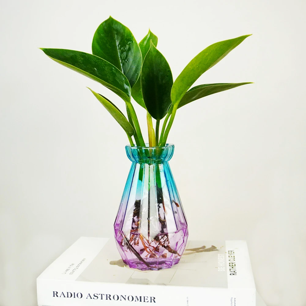 水培大叶金钻盆栽绿公主室内四季好养小盆栽办公室净化空气小植物