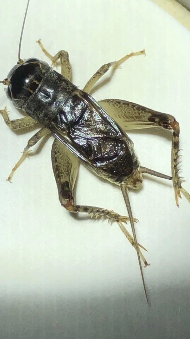 蛐蛐葫芦模型玩具道具 3个 叫  斗都可，底板好  随ji