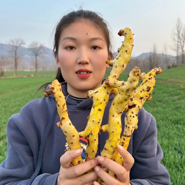 【野穿地龙】秦岭大山里挖穿山龙干净无硫自然晾晒150g包邮另售山药