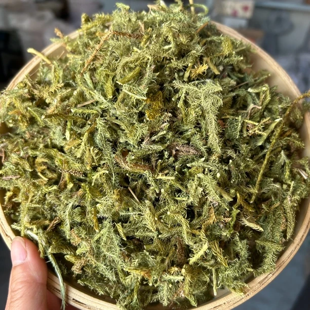 【伸筋草】 云南野生伸筋草 已切段晒干无硫250g包邮 另售枸杞