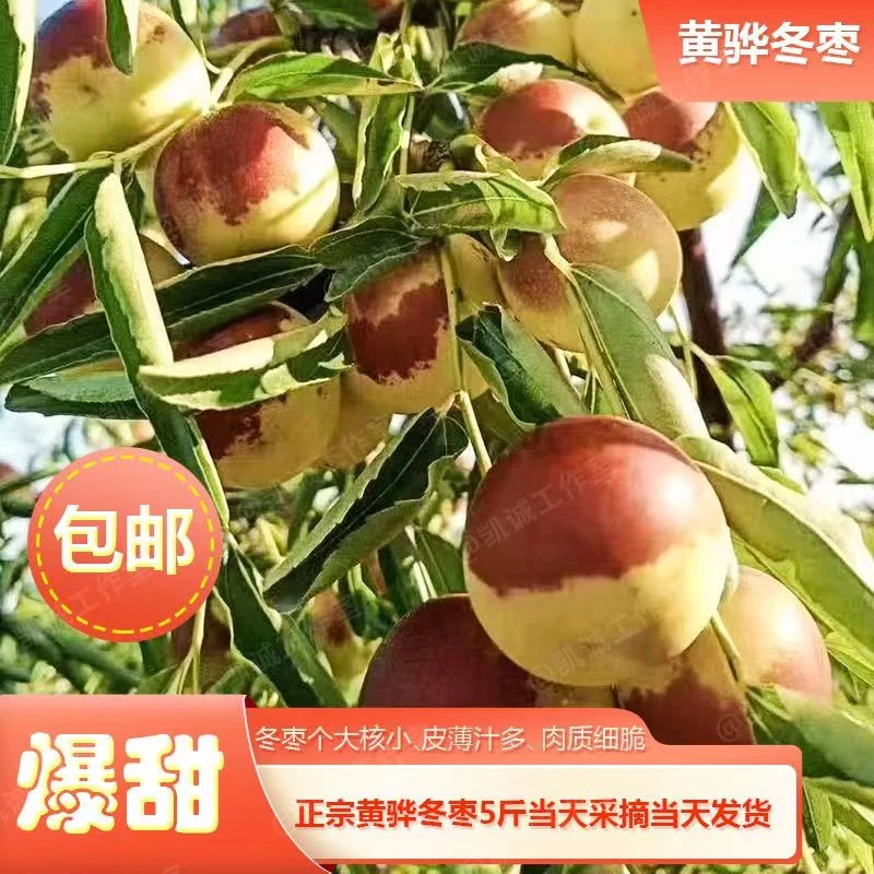 正宗黄骅成熟冬枣五斤装精品大果