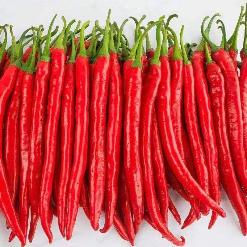 安徽会龙镇新鲜红线椒二荆条红椒中辣产地直发1斤3斤5斤快递辣椒