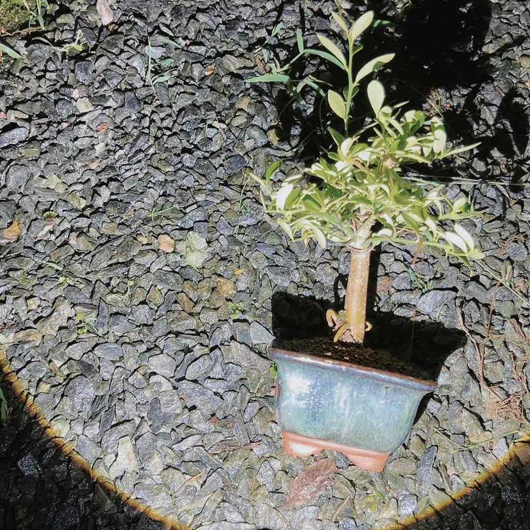 盆景皋月杜鹃0385萬**缘