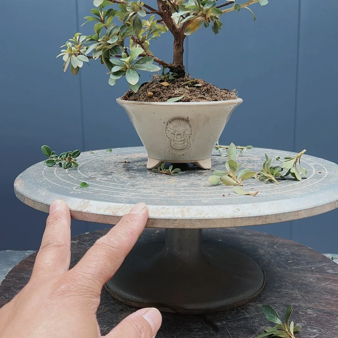 盆景皋月杜鹃0964卫*