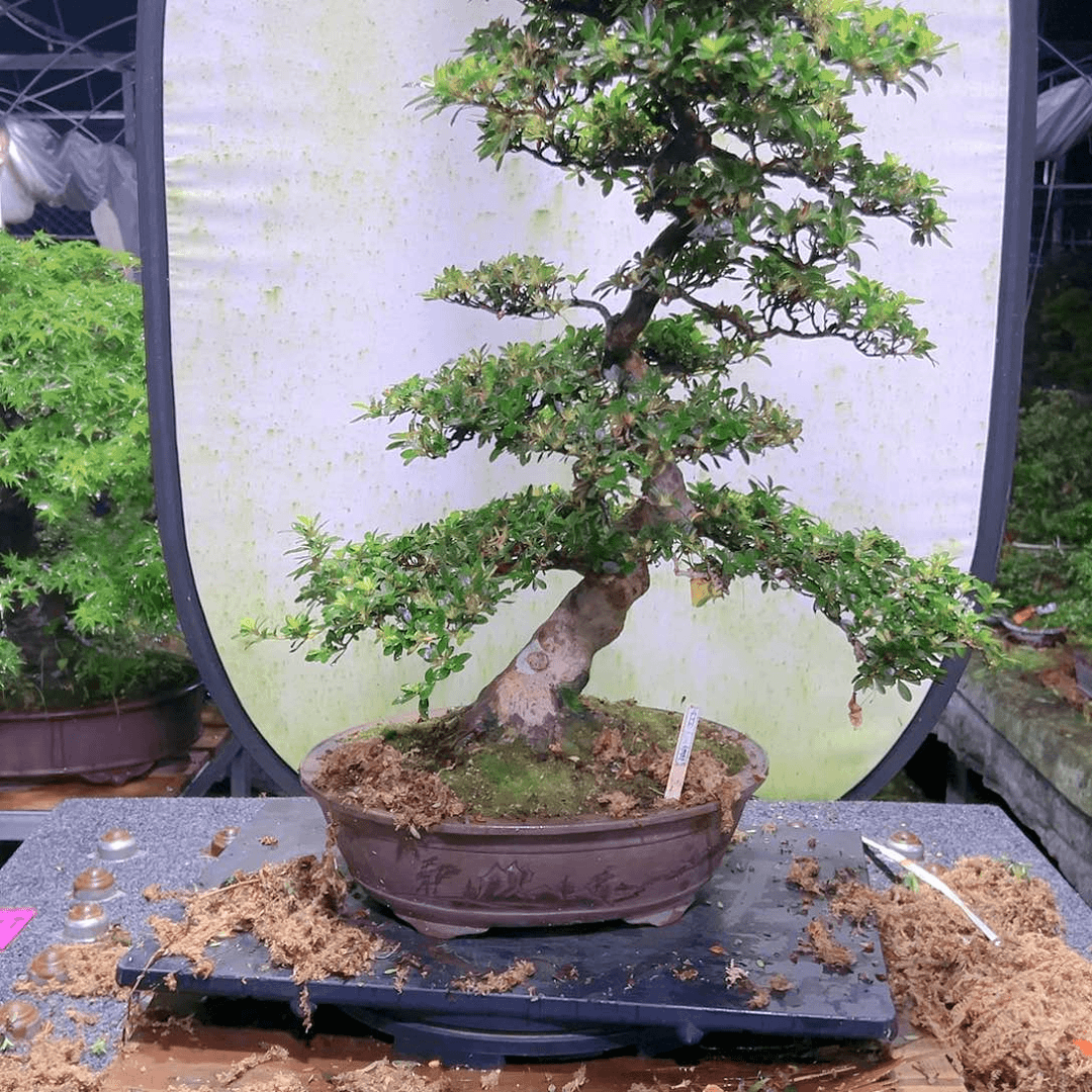 盆景皋月杜鹃8558红*