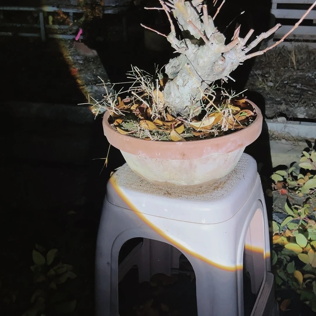 盆景皋月杜鹃5676海****调