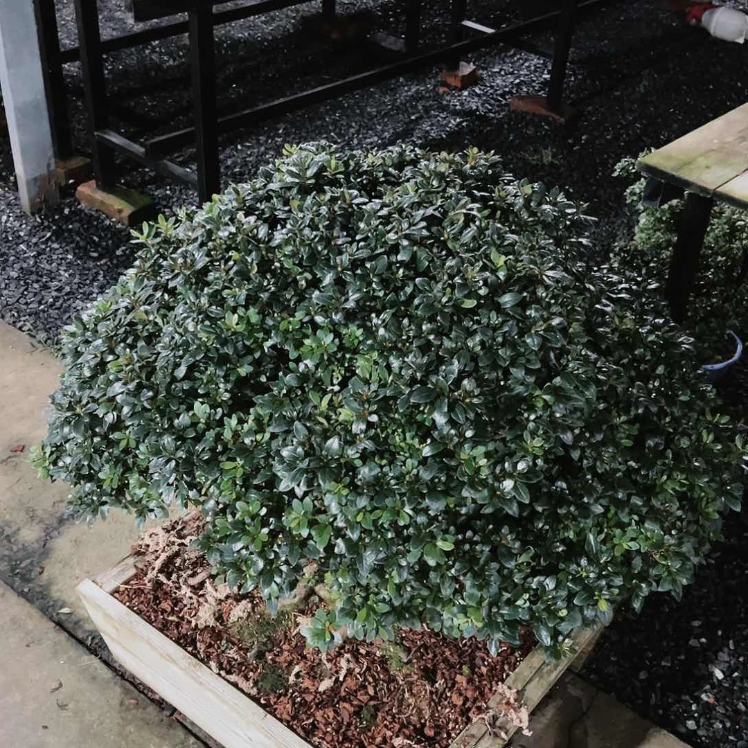 盆景皋月杜鹃23339′*泰