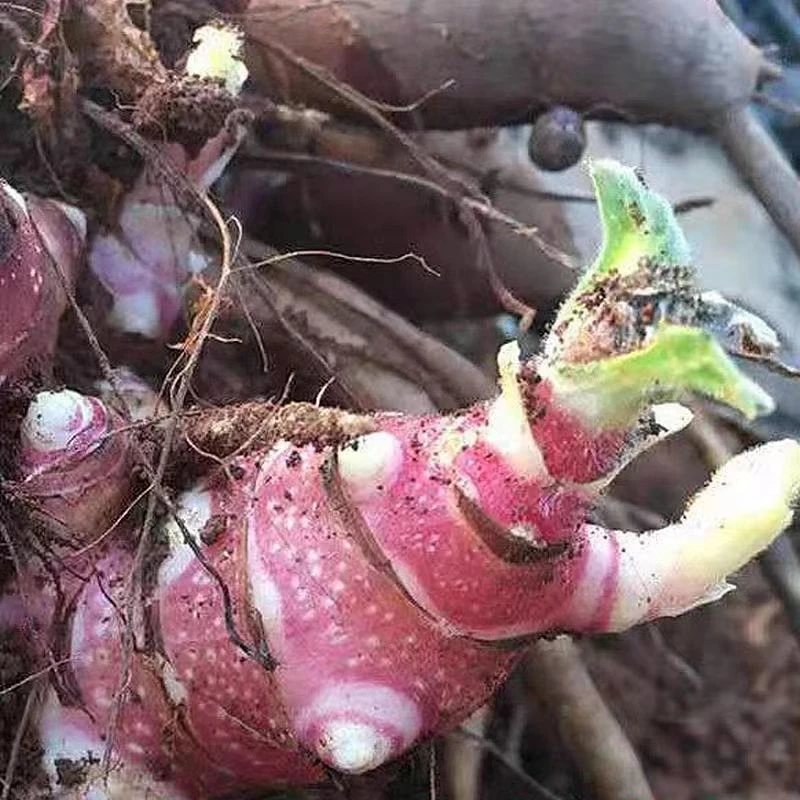 雪莲果苗5斤好种植产量高