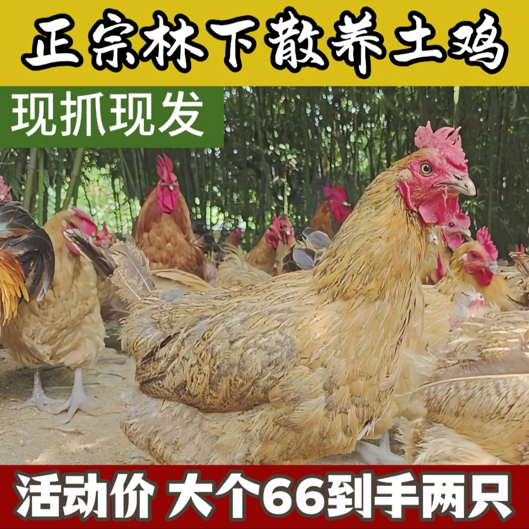 大个头大别山新鲜生态土鸡五谷喂养林间散养现杀现发真空包装
